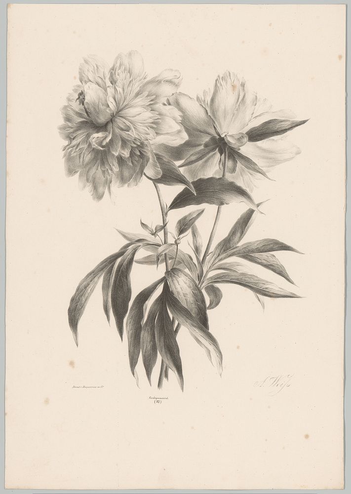 Twee bloemen (1836) by Anton Weiss, Desguerrois and Co and Desguerrois and Co
