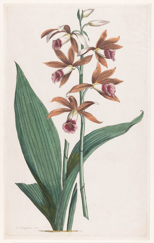Moerasorchidee (1793) by Hendrik Schwegman