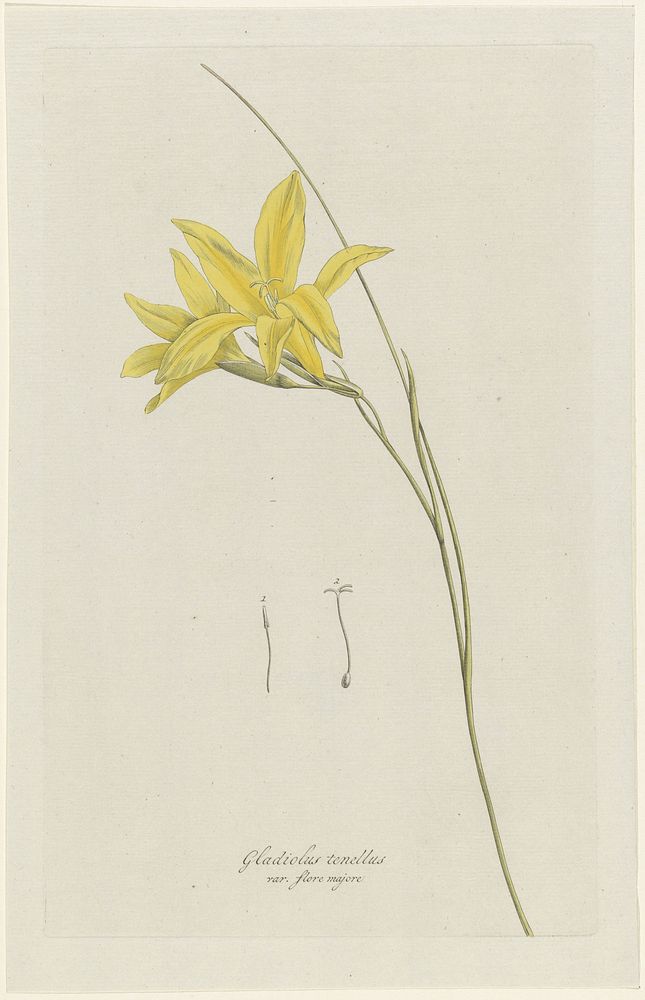 Zwaardlelie (Gladiolus carinatus Aiton) (1793) by Hendrik Schwegman