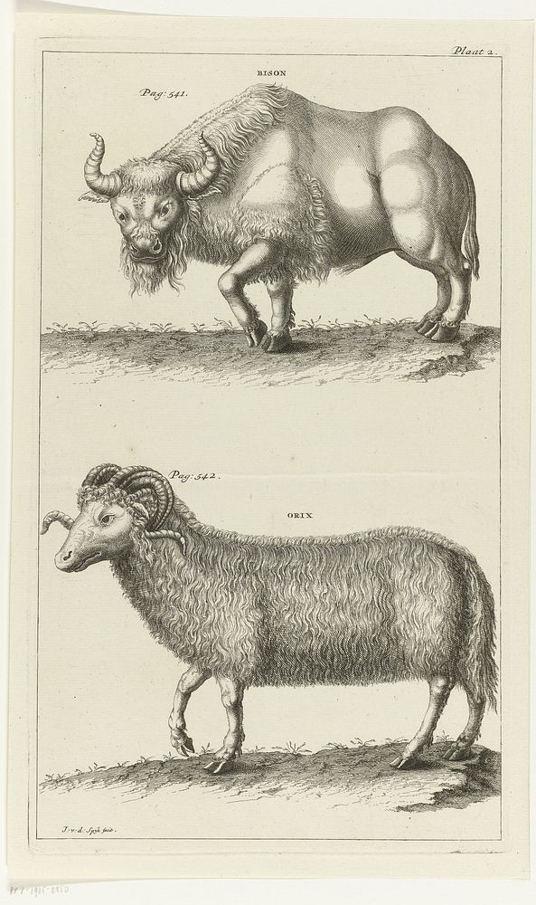 Bison en een oryx (1736 - 1761) by Johannes van der Spyck