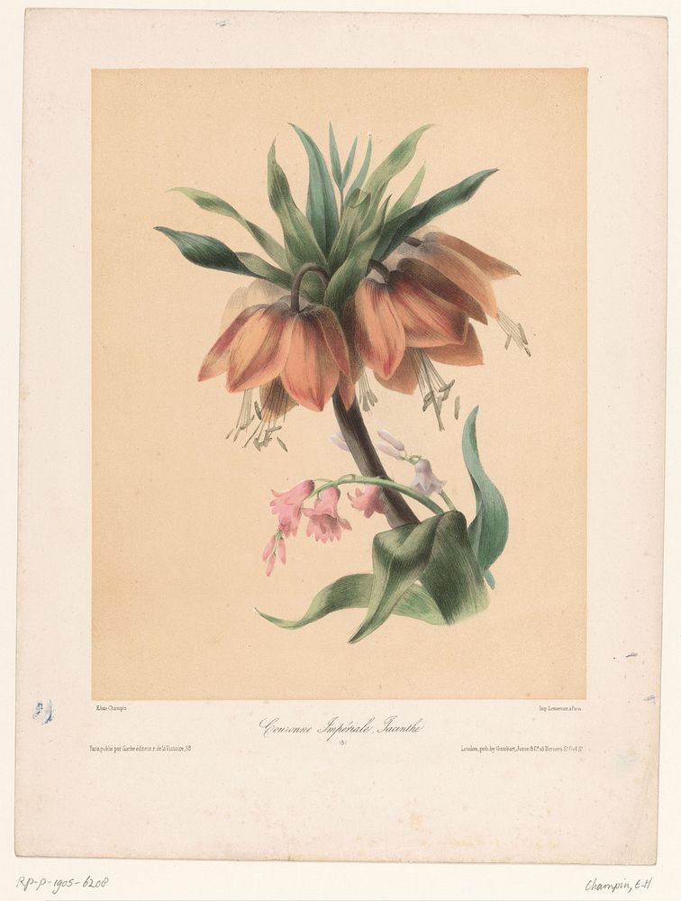 Keizerskroon en Hyacint (1841 - 1857) by Elisa Honorine Champin, Joseph Rose Lemercier, Henry Gache and Junin and Co  E…