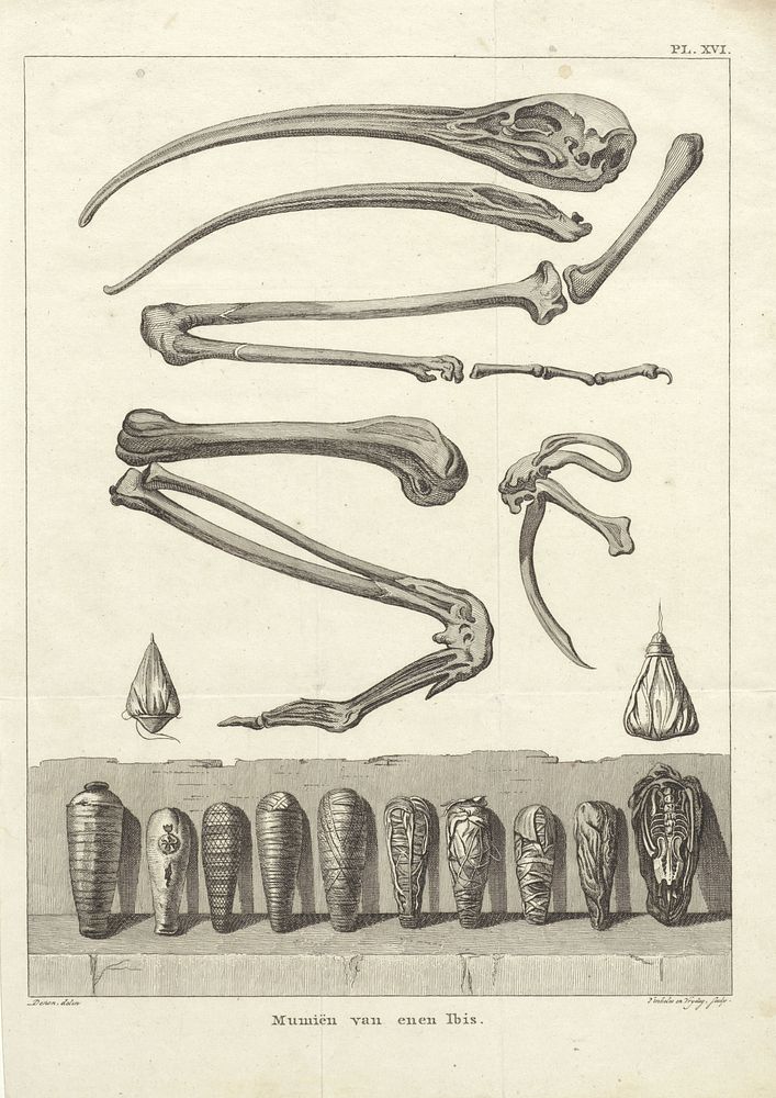 Beenderen en gemummificeerde Ibissen (1803 - 1805) by Reinier Vinkeles I, Daniël Vrijdag and Dominique Vivant Denon baron