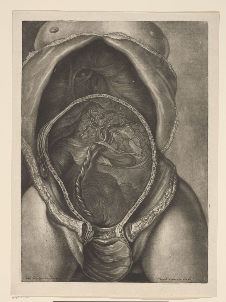 Anatomie van een vrouw met placenta in de baarmoeder (1757) by Richard Purcell, Jan van Rijmsdijck and Charles Nicholas Jenty