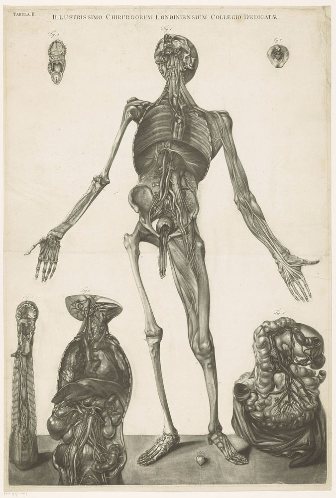 Anatomische studie van een man (1732 - 1785) by Edward Fisher