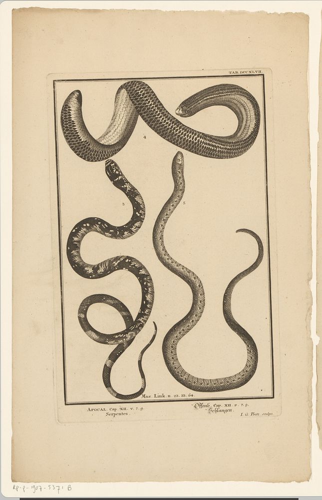 Encyclopedische voorstelling van slangen (1733) by Johann Georg Pintz and Johann Andreas Pfeffel der Ältere