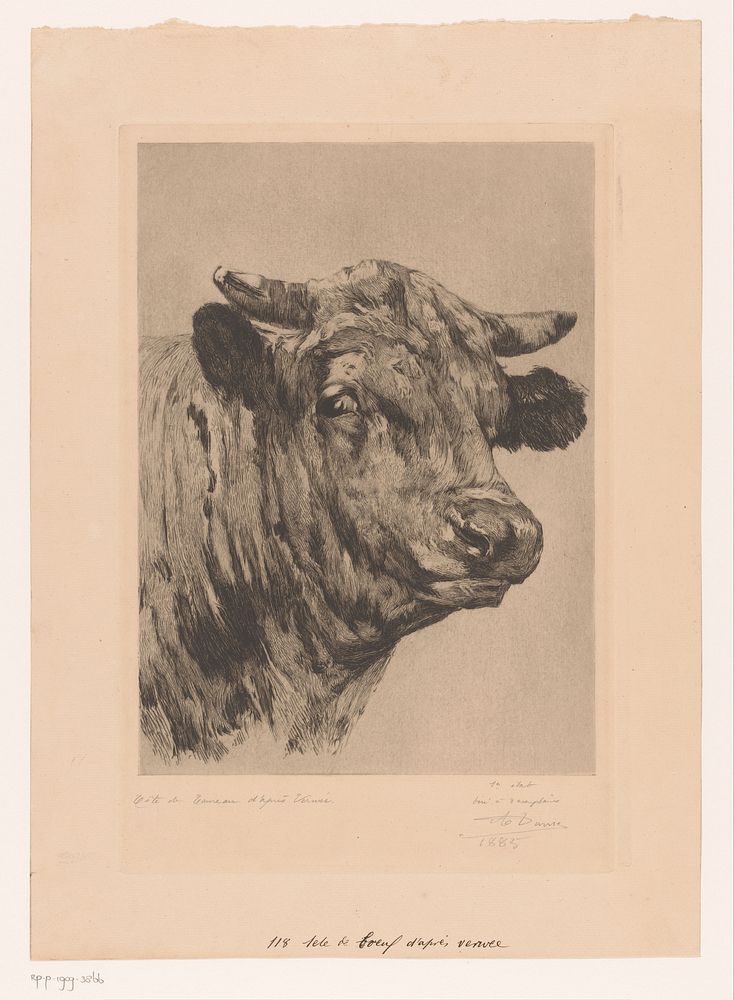 Kop van een stier (1885) by Auguste Danse and Alfred Verwee