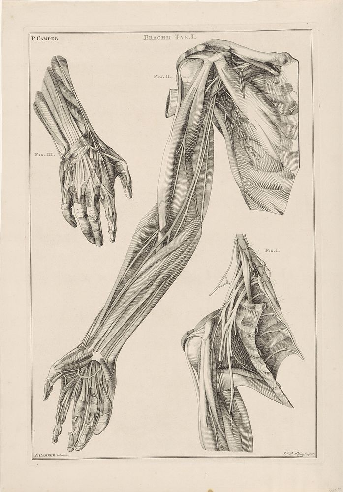 Anatomie van de arm, de hand en de schouder (1762) by Jacob van der Schley and Petrus Camper