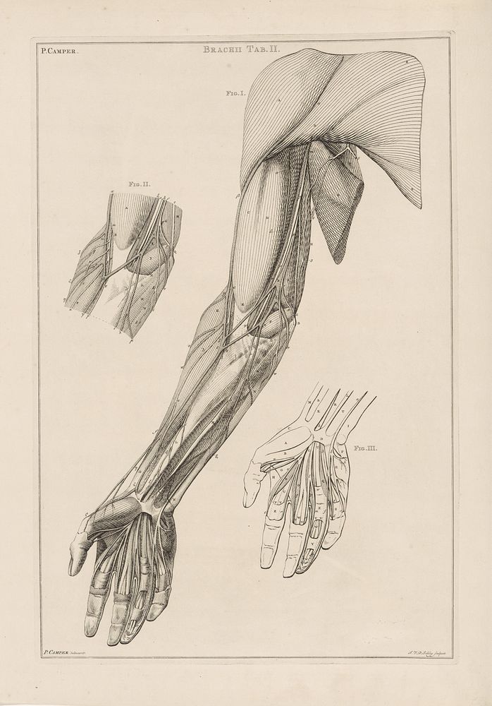 Anatomie van de arm, de hand en de schouder met nummers (1762) by Jacob van der Schley and Petrus Camper