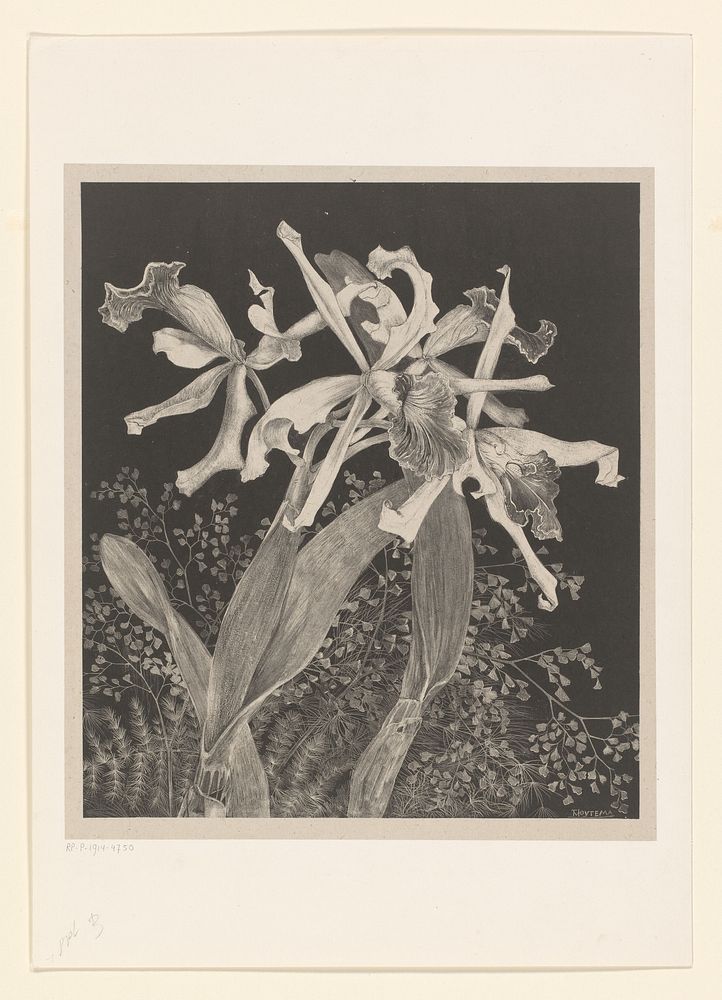 Orchids (c. 1900) by Theo van Hoytema