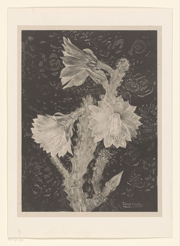 Bloeiende cactus (1878 - 1905) by Theo van Hoytema
