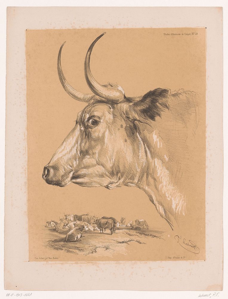 Studie van een rund (1838 - 1840) by Pierre Frédéric Lehnert, Aubert and Cie and Aubert and Cie