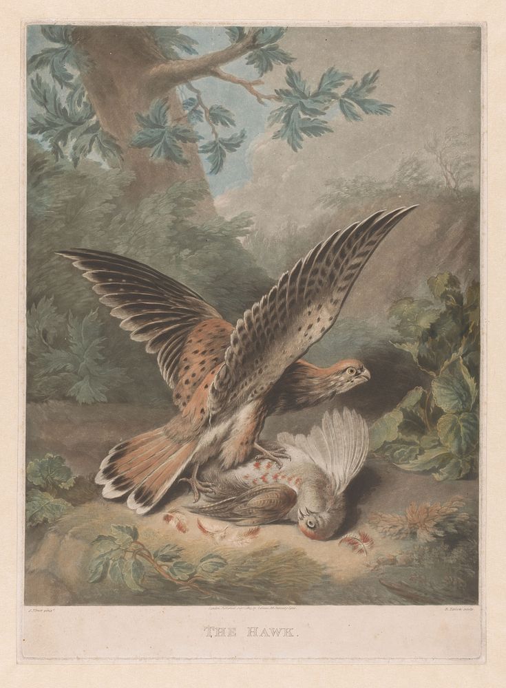 Havik bewaakt zijn prooi (1824) by Richard Earlom, Stephen Elmer and Z Sweet