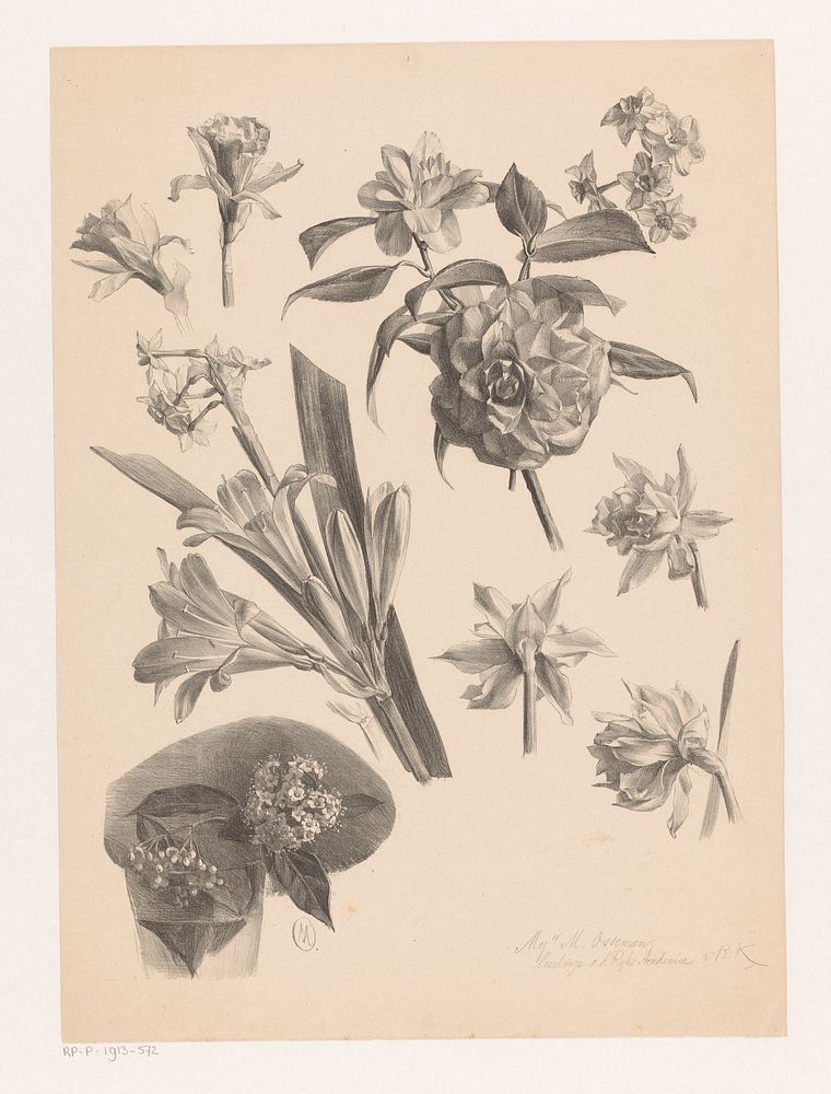 Studies van bloemen (1881 - 1913) by Maria Osseman