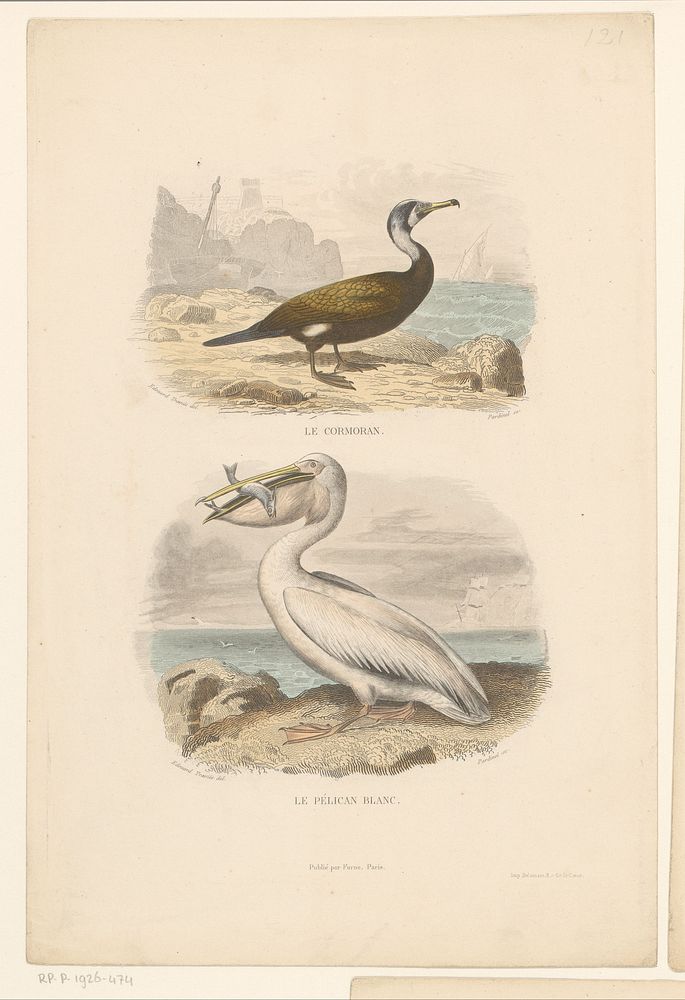 Aalscholver en witte pelikaan (1841) by Jean Charles Pardinel, Edouard Traviès, Delamain Duval and Furne