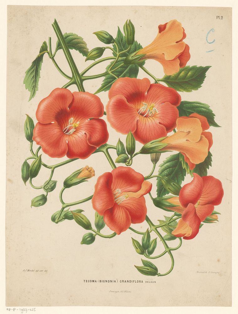 Bignonia (1868) by Abraham Jacobus Wendel, Guillaume Severeyns and J B Wolters