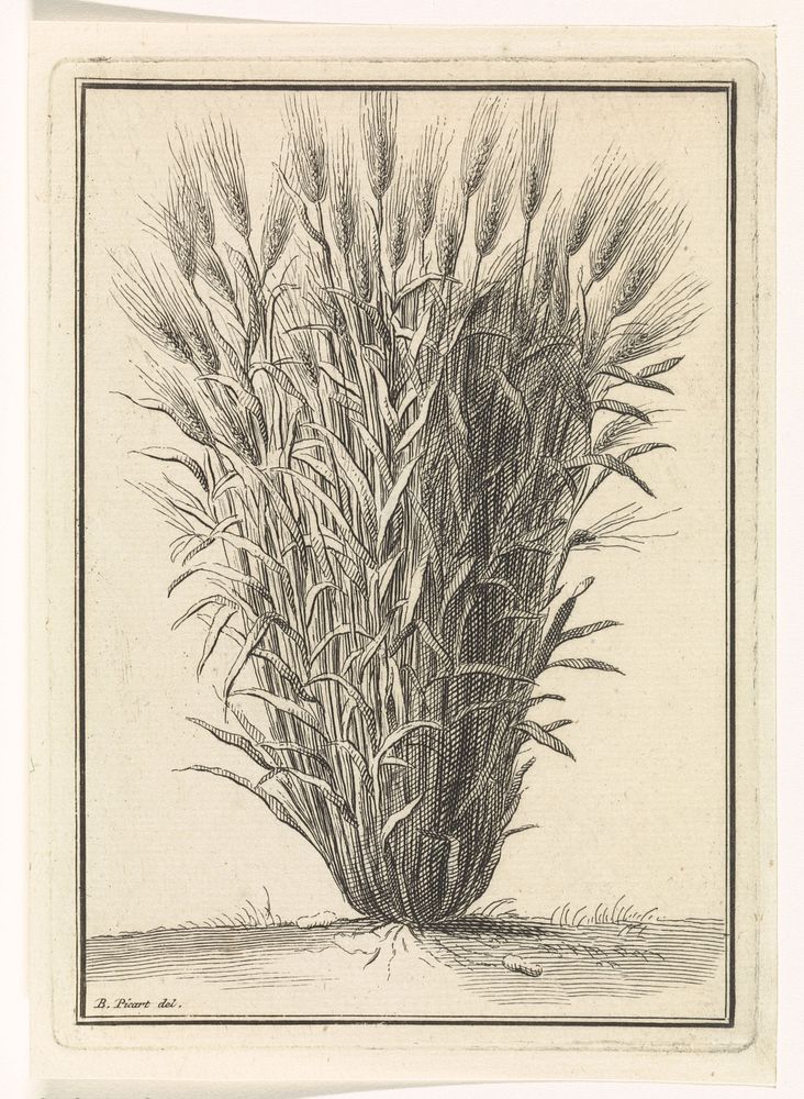 Tarwe- of roggeplant (1683 - 1733) by Bernard Picart and Bernard Picart