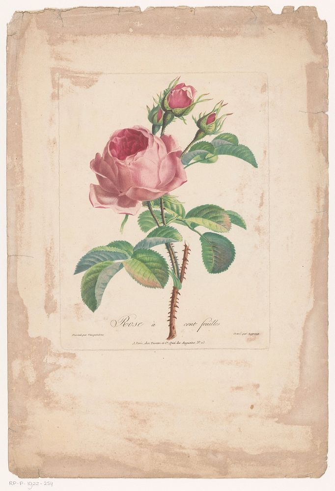 Honderdbladige roos (1800 - 1815) by Pierre François Legrand, Gerard van Spaendonck and Tessari and Cie