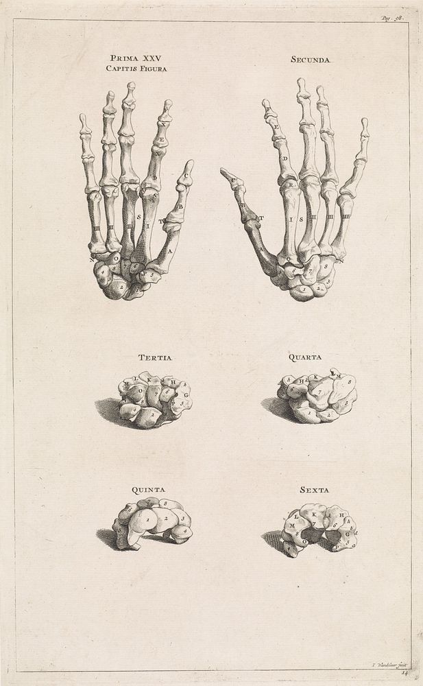 Botten van de handen (1725) by Jan Wandelaar