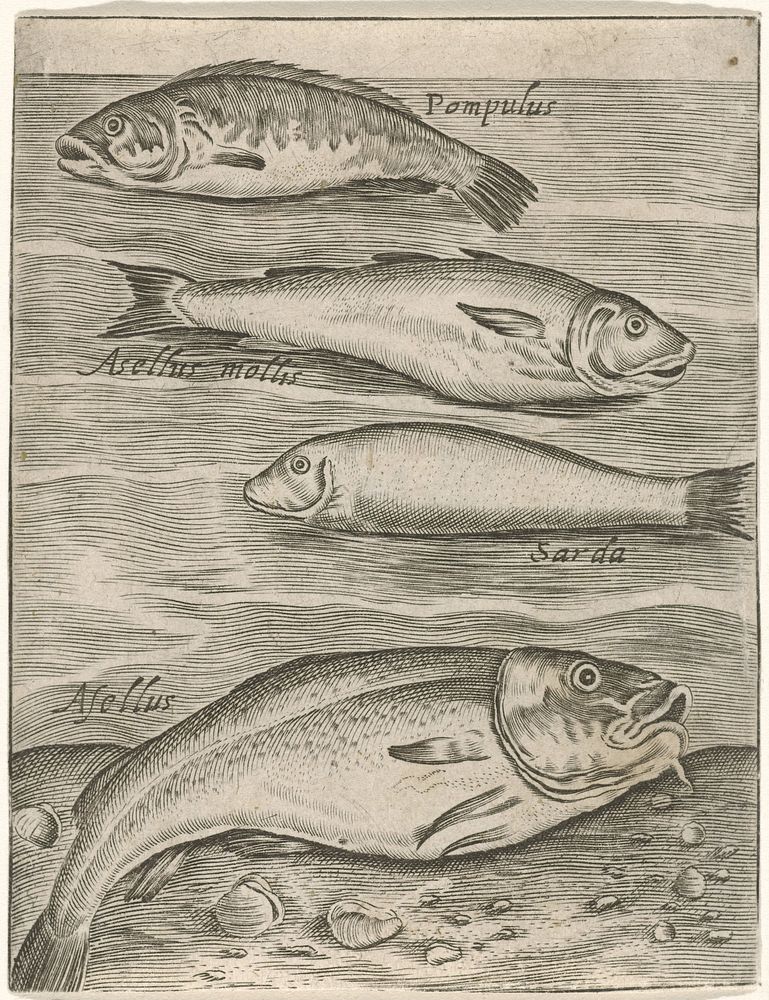 Studieblad met vier vissen (1574 - 1687) by Monogrammist P P, Crispijn van de Passe I and Adriaen Collaert