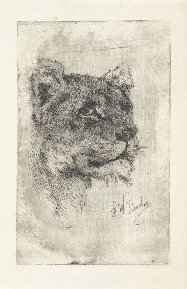 Kop van een leeuwin (1845 - 1894) by Frederik Willem Zürcher