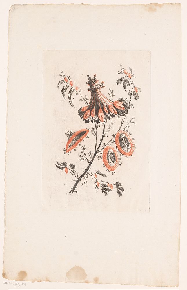 Parasolvormige bloemen (1770) by Edouard Gautier Dagoty, Jean Baptiste Pillement and Charles Leviez