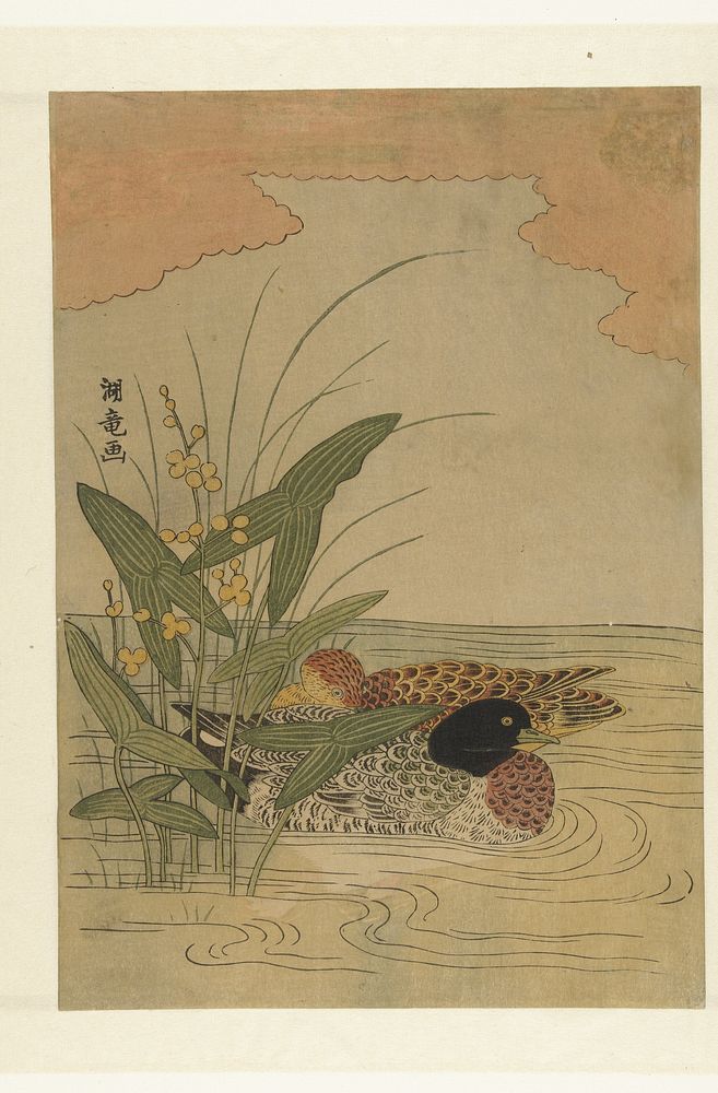 Twee eenden zwemmend bij geel bloeiend pijlkruid (1770 - 1780) by Isoda Kôryûsai