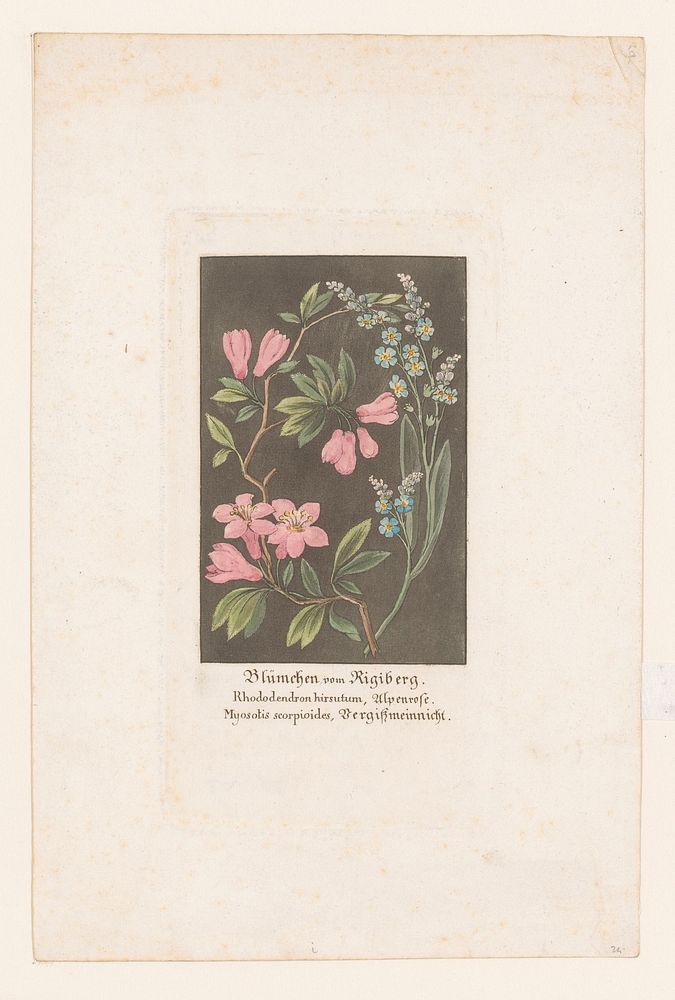 Alpenroos en Vergeet-mij-nietje afkomstig van de Rigi (1823) by anonymous, Johann Ludwig Aberli, Heinrich Keller and…