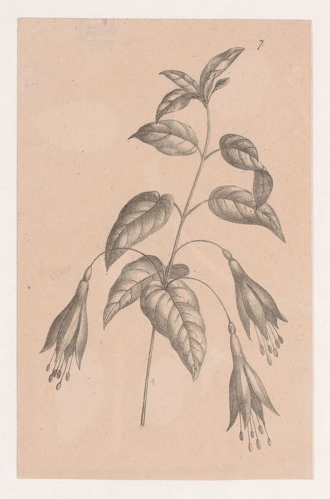 Tak met bloemen (1811 - 1849) by Maria Geertruida de Goeje Barbiers