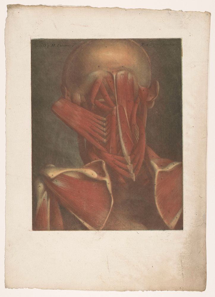 Mannenkop waarvan de spieren van het achterhoofd, de nek en de schouderbladen te zien zijn (1745) by Jean Baptiste Gautier