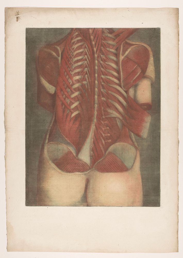 Essai d'anatomie en tableaux imprimés: Figure 15 (1745) by Jean Baptiste Gautier