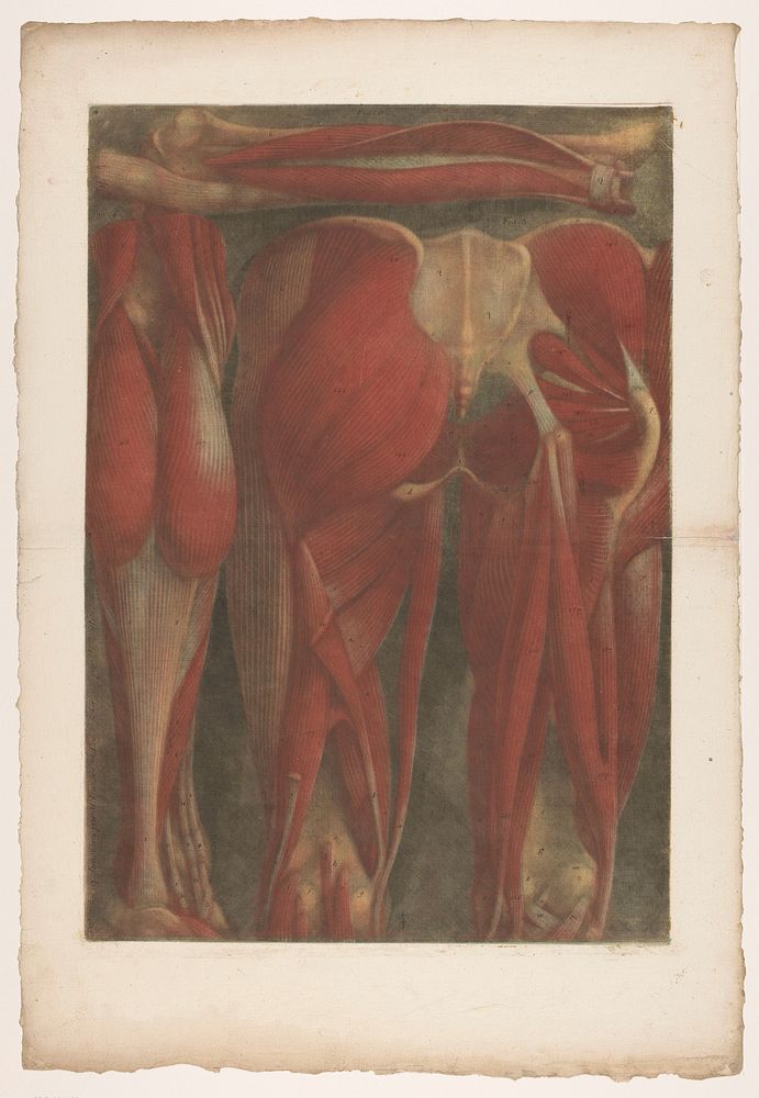 Anatomische spiermodellen van de achterkant van het bekken en de bovenbenen (1745) by Jean Baptiste Gautier