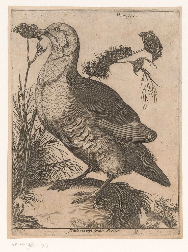 Patrijs (1594) by Jacques de Fornazeris and Nicolaus van Aelst