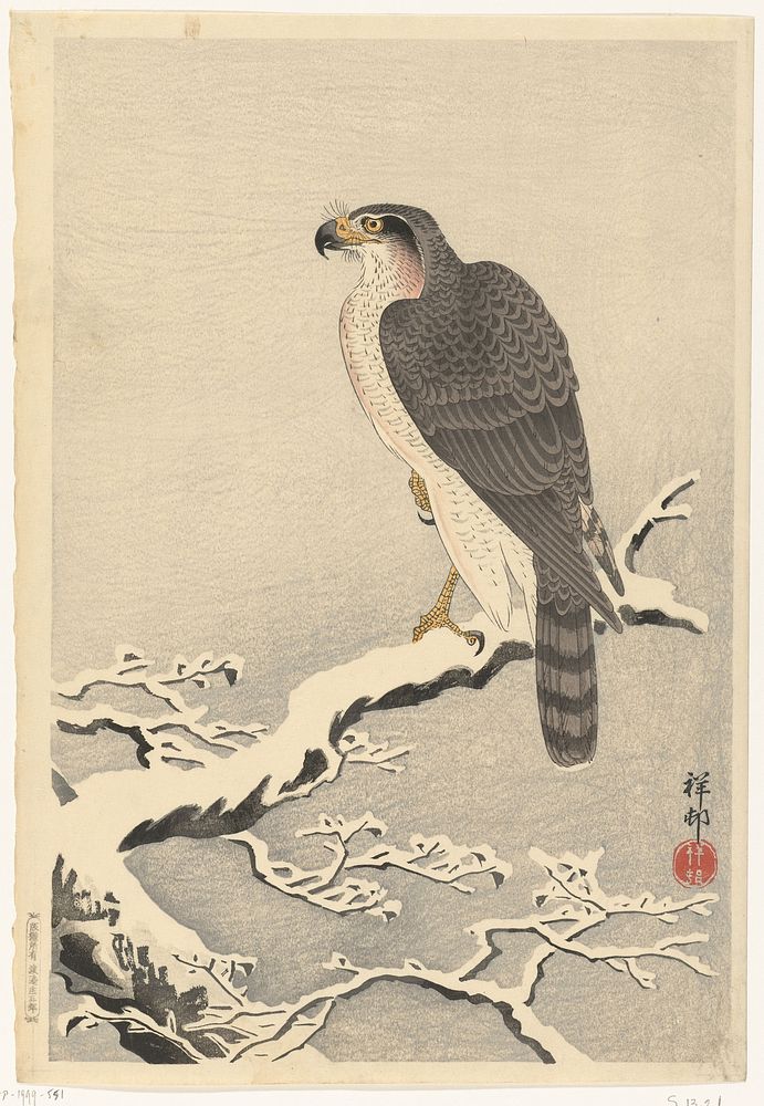 Havik op besneeuwde tak van pijnboom (1925 - 1936) by Ohara Koson and Watanabe Shōzaburō
