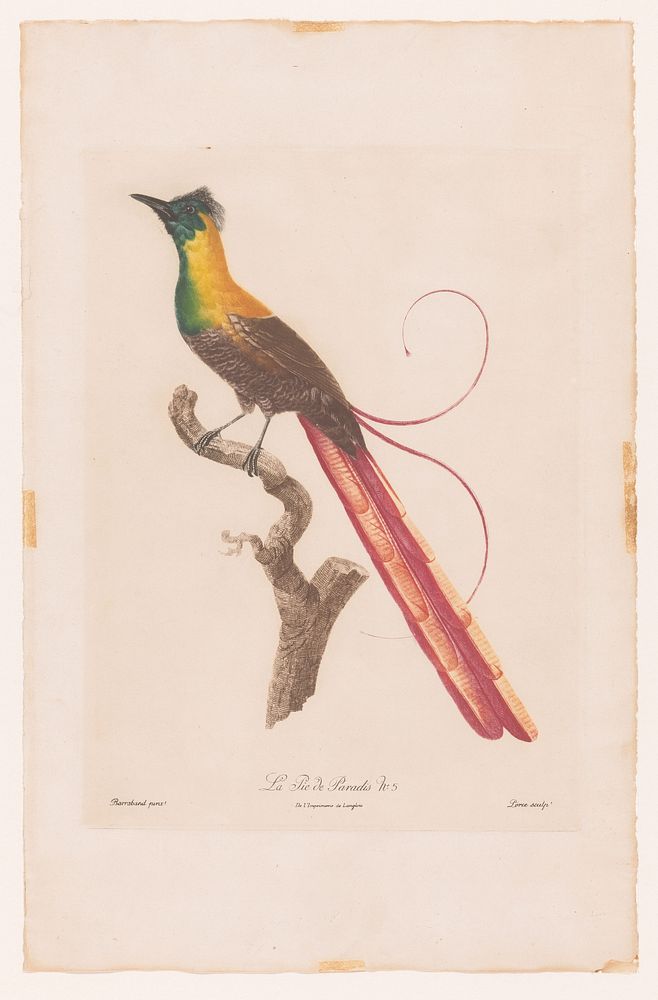 Paradijsvogel op een tak (1801 - 1806) by Jacques Louis Pérée, Jacques Barraban, Langlois, Philippe Denné and Charles…