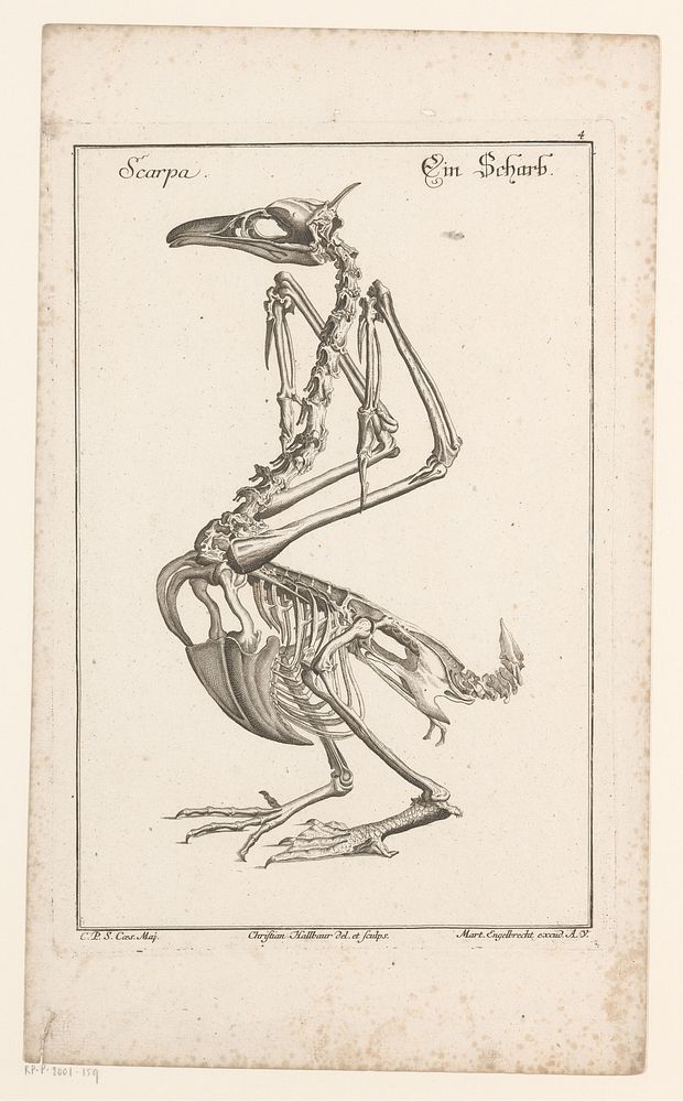 Skelet van een aalscholver (1735) by Christian Hallbaur, Christian Hallbaur, Martin Engelbrecht and Charles VI Holy Roman…