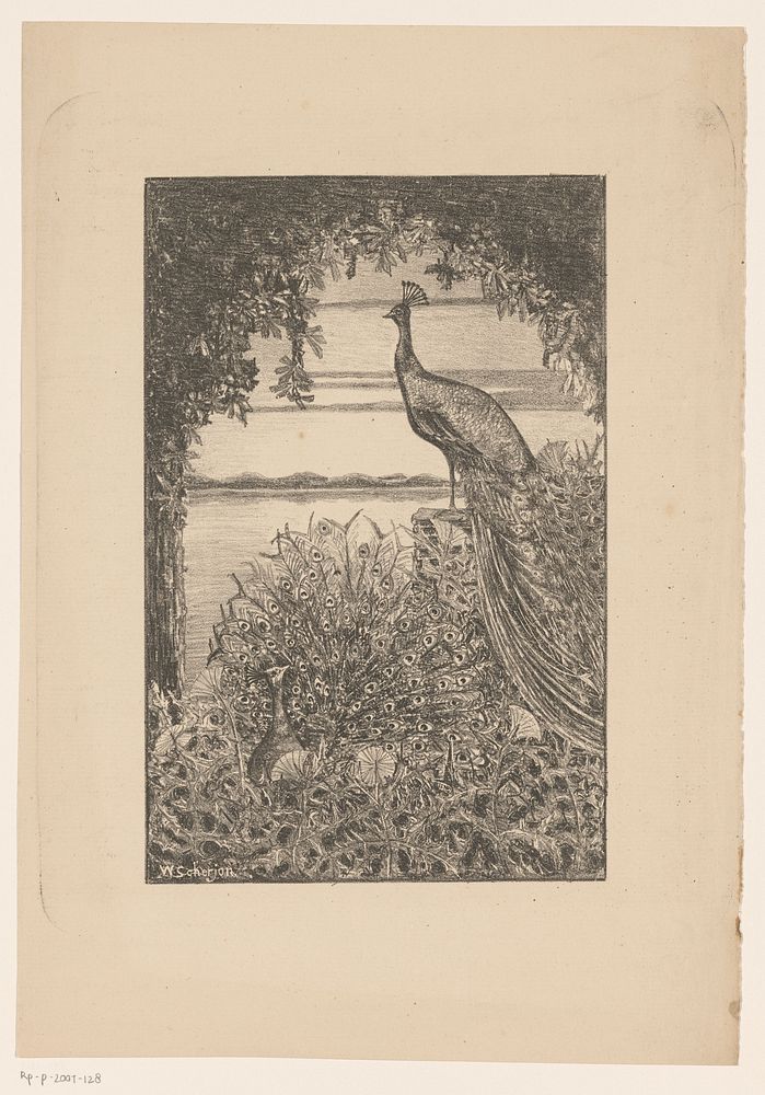 Zittende en staande pauw in de natuur (c. 1888 - c. 1939) by Willem Scherjon