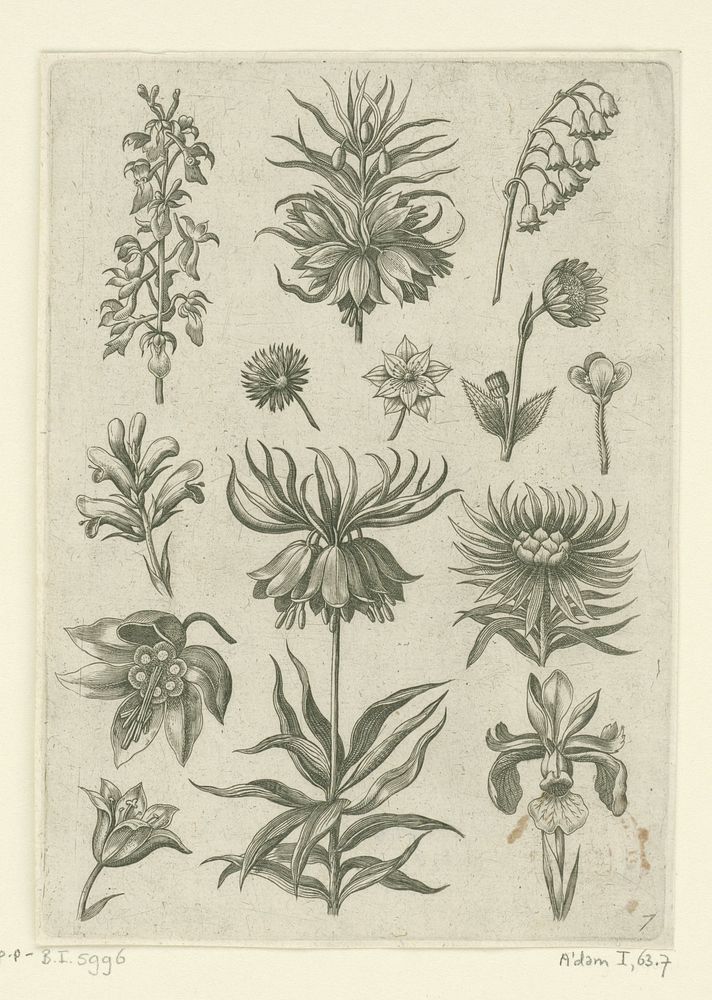 Keizerskroon, orchidee en lelietjes-van-dalen (1570 - before 1618) by Adriaen Collaert, Adriaen Collaert, Theodoor Galle and…