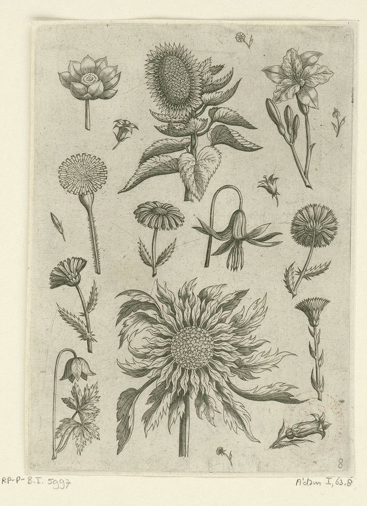 Zonnebloem en andere bloemen. (1570 - before 1618) by Adriaen Collaert, Adriaen Collaert, Theodoor Galle and Philips Galle