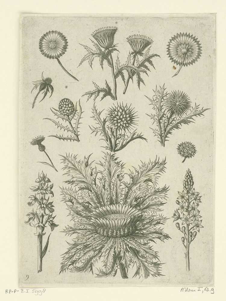 Diverse distels (1570 - before 1618) by Adriaen Collaert, Adriaen Collaert, Theodoor Galle and Philips Galle