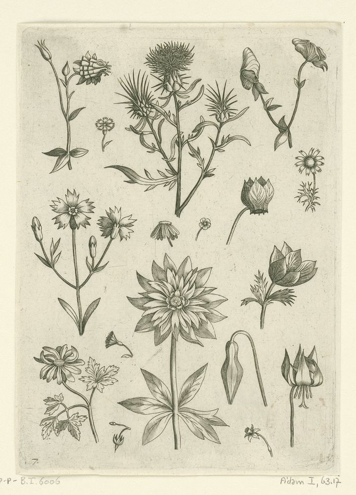 Verschillende bloemen, waaronder akelei en cyclaam (1570 - before 1618) by Adriaen Collaert, Adriaen Collaert, Theodoor…