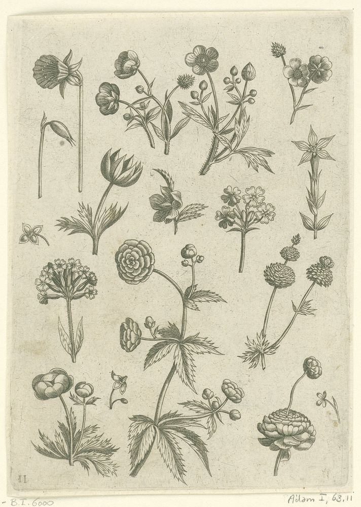 Ranonkels, primula en boterbloemen (1570 - before 1618) by Adriaen Collaert, Adriaen Collaert, Theodoor Galle and Philips…