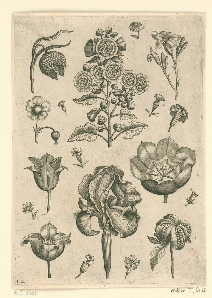 Verschillende bloemen waaronder iris en viooltje (1570 - before 1618) by Adriaen Collaert, Adriaen Collaert, Theodoor Galle…