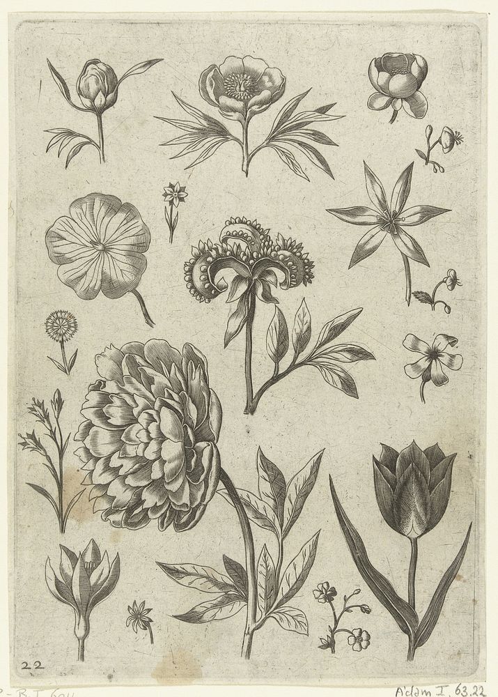Verschillende bloemen, waaronder een pioenroos (1570 - before 1618) by Adriaen Collaert, Adriaen Collaert, Theodoor Galle…
