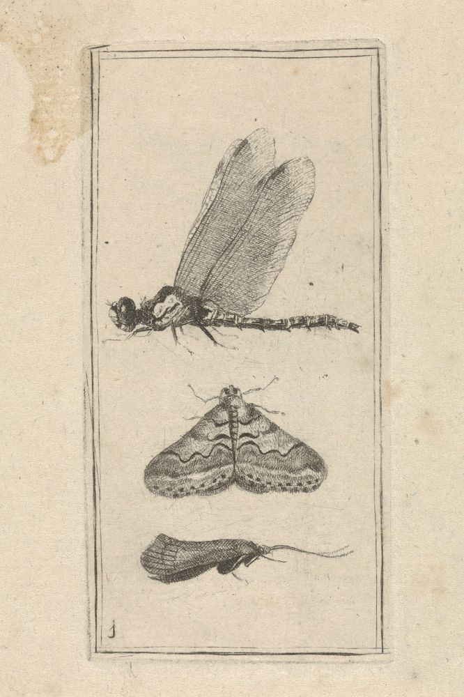 Libelle en twee nachtvlinders (1716 - 1789) by Pieter Lyonet