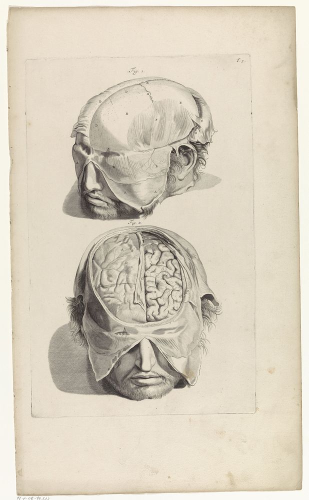 Anatomische studie van het hoofd (1685) by Pieter van Gunst, Gerard de Lairesse, weduwe Joannes van Someren and Hendrick en…