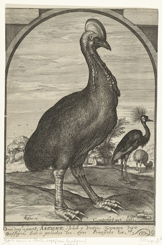 Casuaris, meegebracht door Willem Jacobsz. uit Oost-Indië en geschonken aan prins Maurits, 1614 (c. 1614 - c. 1615) by…