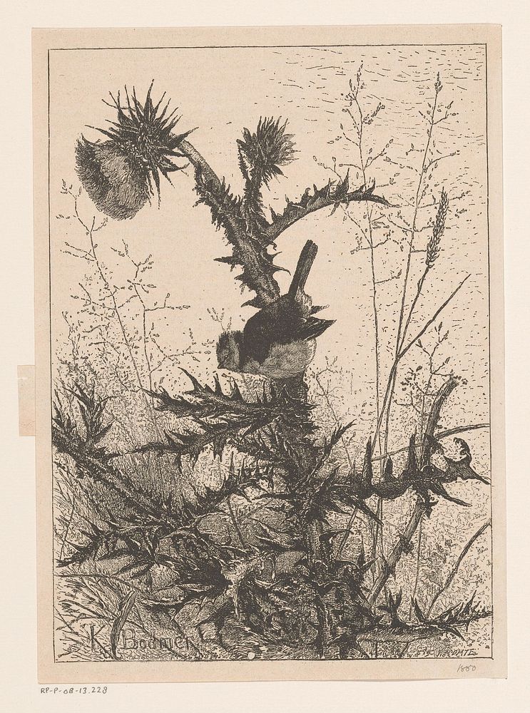 Vogel op een distel (1880) by Karl Bodmer