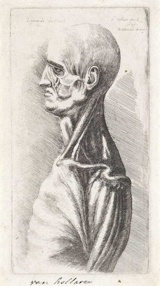 Anatomische studie van hoofd en schouders van een man, ontleed (1651) by Wenceslaus Hollar and Leonardo da Vinci