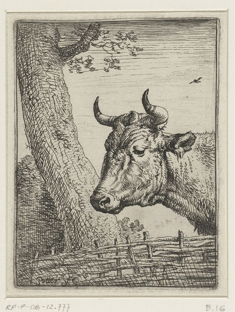 Kop van een koe (1635 - 1654) by Paulus Potter and Paulus Potter