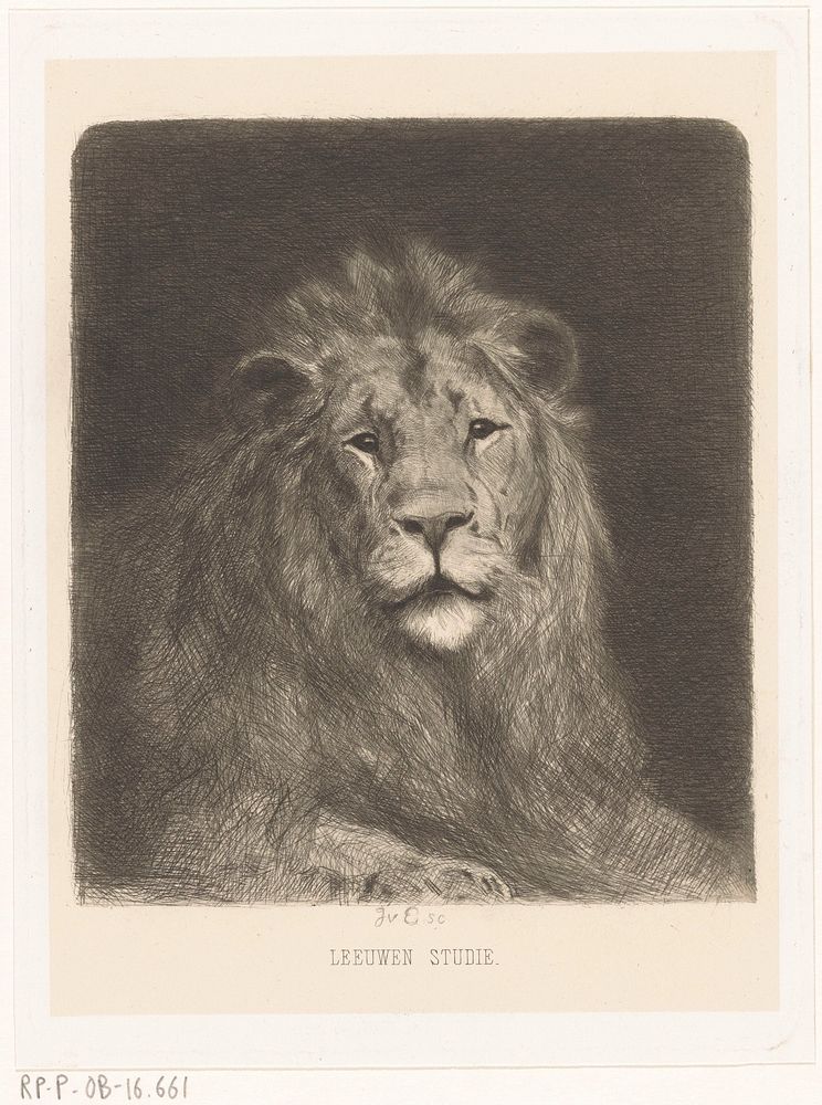 Hoofd van een leeuw (1864 - 1936) by Jan van Essen